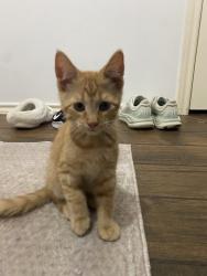 Found/Stray Unknown Cat last seen Driftwood Park Drive and Kirkland Woods, Houston, TX 77095
