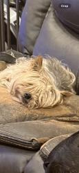 Reunited Male Dog last seen 187-15 Tioga Dr, Jamaica, NY 11412, USA, Queens, NY 11412
