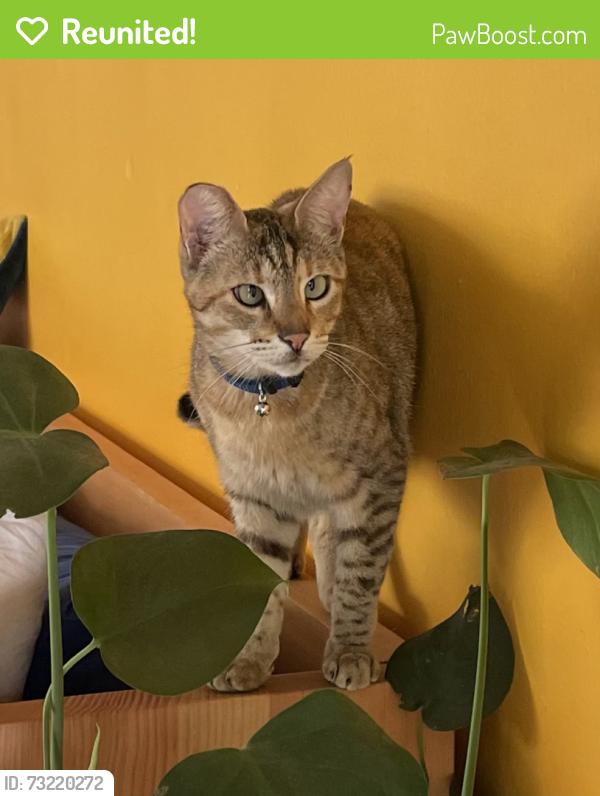 Reunited Female Cat last seen W 5th St. between Coronado and Park View, Los Angeles, CA 90057