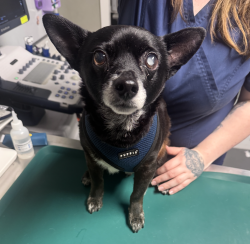 Reunited Male Dog last seen Grove Ave and N 5th St., Castro Valley, CA 94546