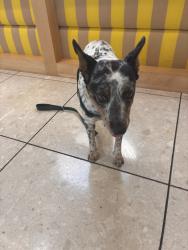 Found/Stray Male Dog last seen Almont, West Hollywood, CA 90069