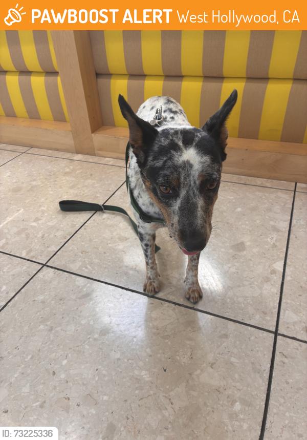 Found/Stray Male Dog last seen Almont, West Hollywood, CA 90069