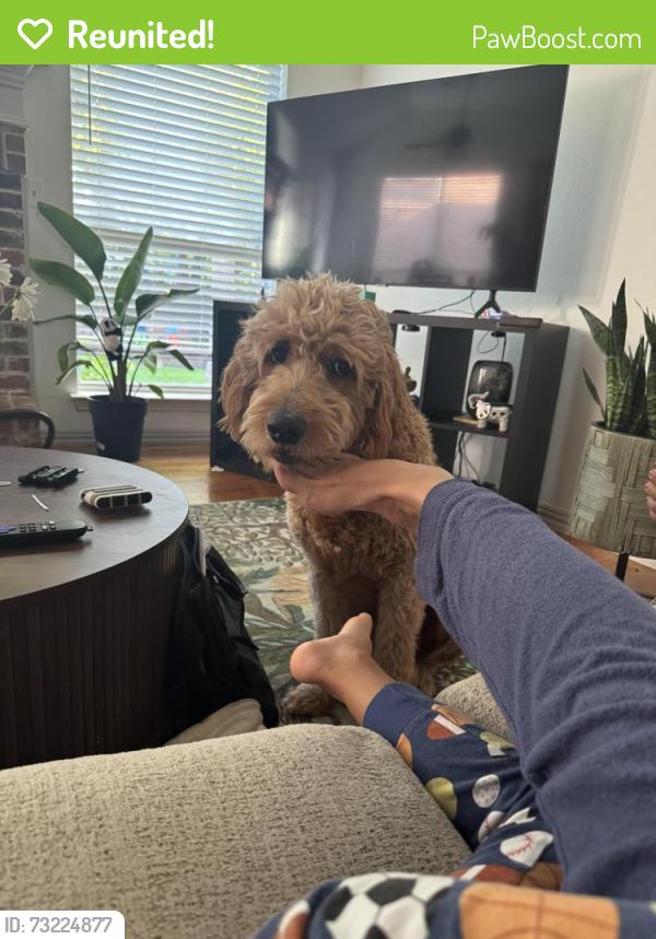 Reunited Male Dog last seen Furlong and flower mound, Flower Mound, TX 75022