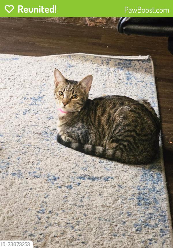 Reunited Female Cat last seen W. Rifle Club Court and W. Conestoga Lane., Spokane, WA 99208
