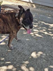 Reunited Male Dog last seen Galice Rd, Josephine County, OR 97532