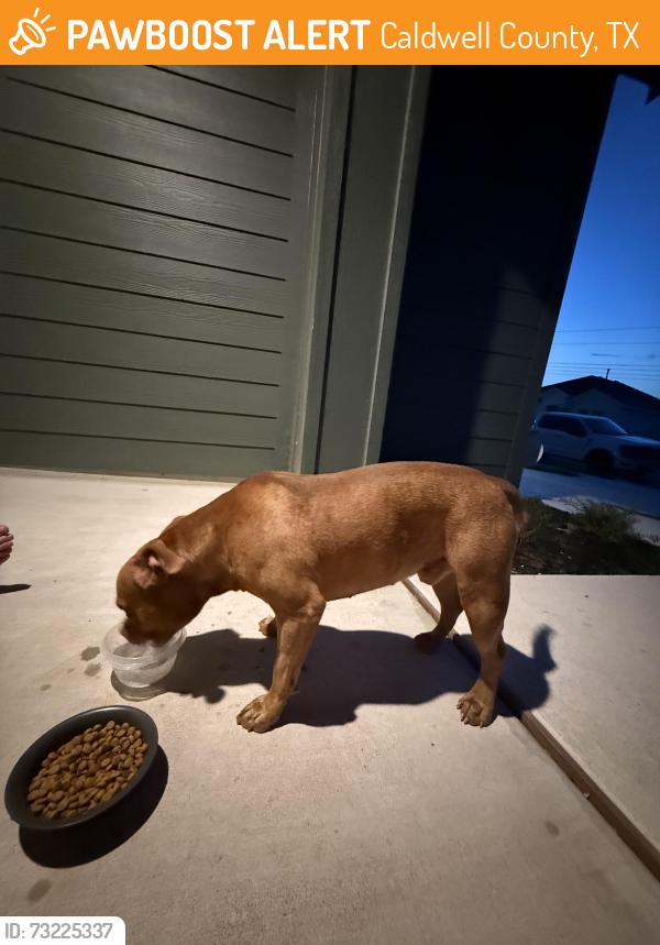 Found/Stray Male Dog last seen Maxwell, Caldwell County, TX 78656