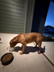 Found/Stray Male Dog last seen Maxwell, Caldwell County, TX 78656