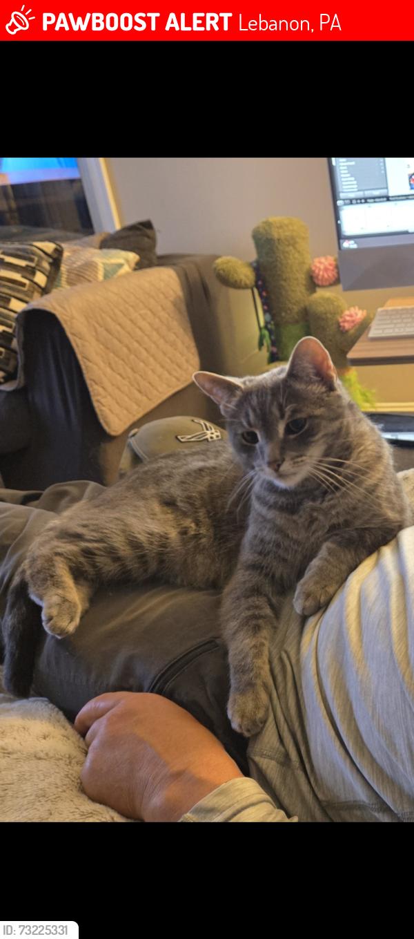 Lost Male Cat last seen South 1st ave lebanon, Lebanon, PA 17042