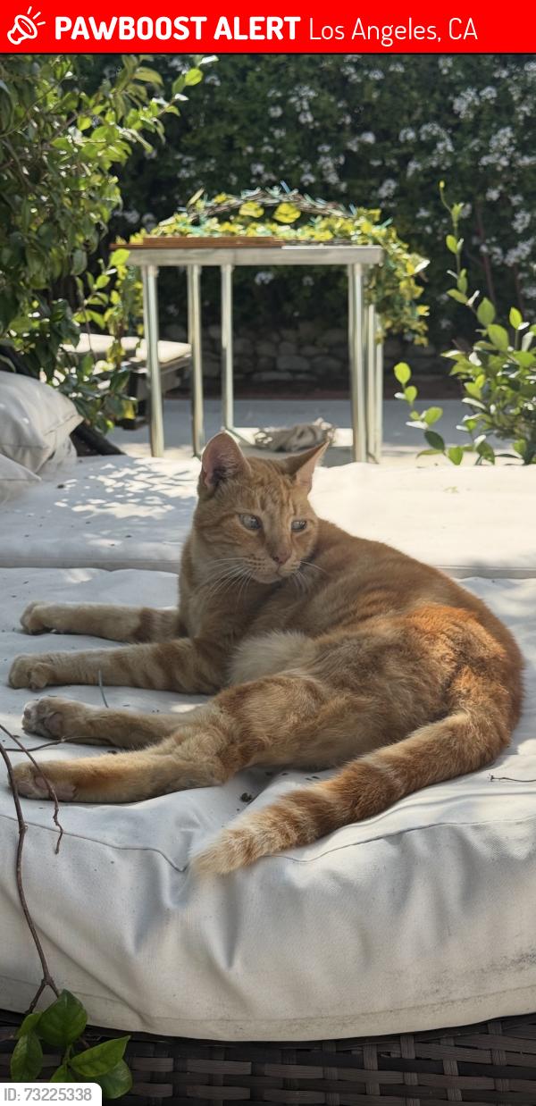 Lost Male Cat last seen Stone hurst park, Los Angeles, CA 91352