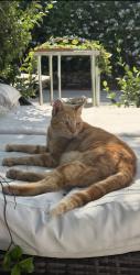Lost Male Cat last seen Stone hurst park, Los Angeles, CA 91352