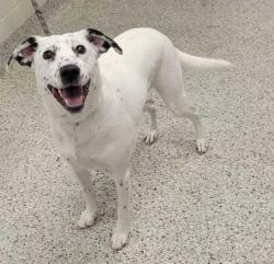 Shelter Stray Female Dog last seen Troost Ave & E Linwood Blvd, KCMO, 64109, 64109, MO, 7077 Elmwood Ave, Kansas City, MO 64132, USA