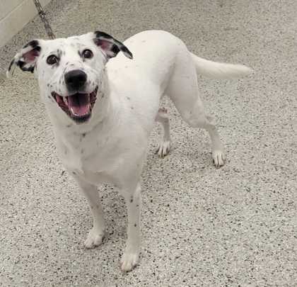 Shelter Stray Female Dog last seen Troost Ave & E Linwood Blvd, KCMO, 64109, 64109, MO, 7077 Elmwood Ave, Kansas City, MO 64132, USA