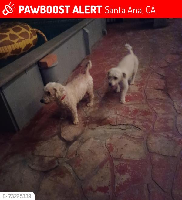 Lost Male Dog last seen Birch and mcfadden, Santa Ana, CA 92707