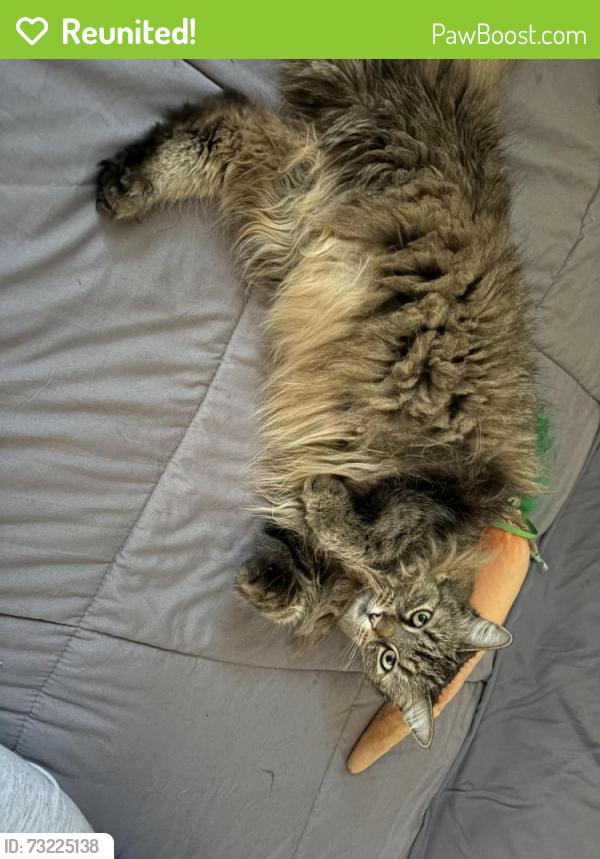 Reunited Female Cat last seen Paradise Road, Bradford Rpad, Newport, NH 03773
