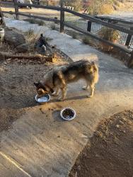 Found/Stray Female Dog last seen Near El Monte Rd Lakeside, CA 92040 United States, Lakeside, CA 92040