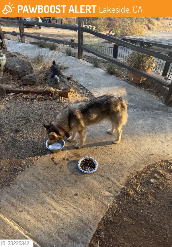 Found/Stray Female Dog last seen Near El Monte Rd Lakeside, CA 92040 United States, Lakeside, CA 92040