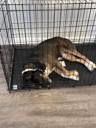 Lost Male Dog last seen 60th st and Boston ave, Lubbock, TX 79413
