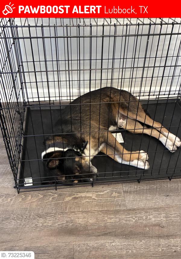 Lost Male Dog last seen 60th st and Boston ave, Lubbock, TX 79413