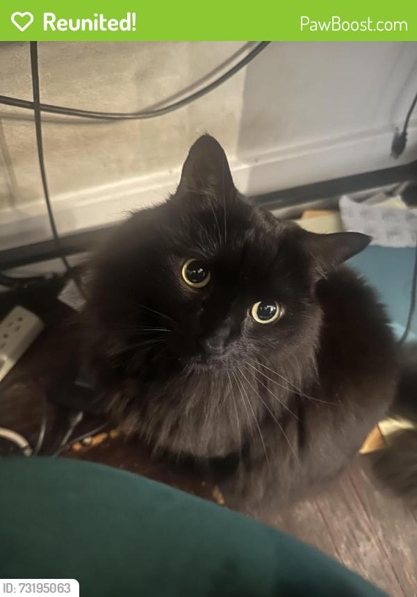 Reunited Female Cat last seen 28th and D, Sacramento, CA 95816