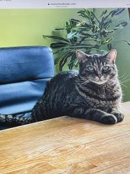 Lost Female Cat last seen Rue p.labine, Gatineau, QC 