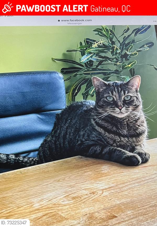 Lost Female Cat last seen Rue p.labine, Gatineau, QC 