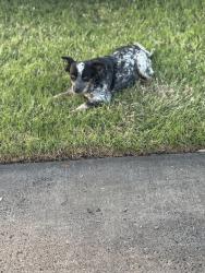 Found/Stray Unknown Dog last seen Kansas, Riverside, CA 92507