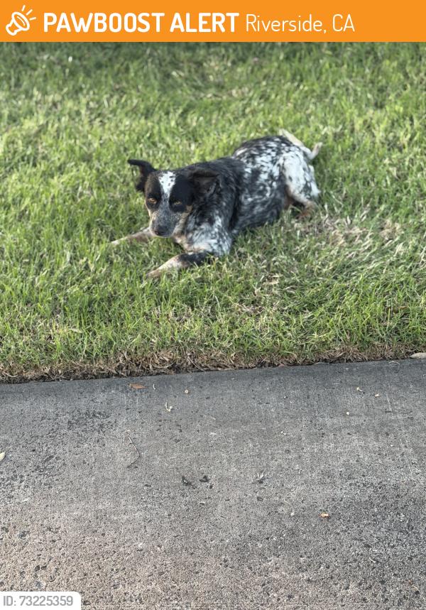 Found/Stray Unknown Dog last seen Kansas, Riverside, CA 92507