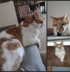 Reunited Male Cat last seen Kaelin rd and route 59, West Chicago, IL 60185