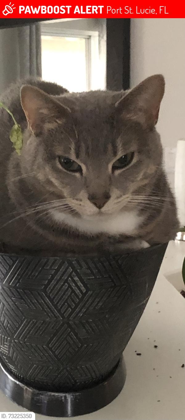 Lost Male Cat last seen Paar and PSL Blvd, Port St. Lucie, FL 34953