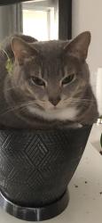 Lost Male Cat last seen Paar and PSL Blvd, Port St. Lucie, FL 34953