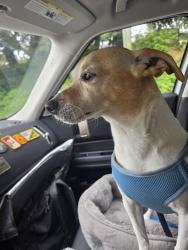 Reunited Male Dog last seen 6th Ave and cedar st, Tacoma, WA 98405