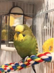 Lost Male Bird last seen 4th street and Euclid, National City, CA 91950