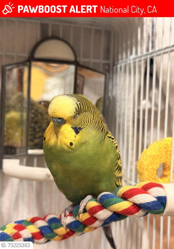 Lost Male Bird last seen 4th street and Euclid, National City, CA 91950