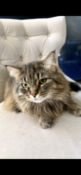 Reunited Female Cat last seen Near N Foxpoint Dr near Westmont Way and Greta, Spokane, WA 99208