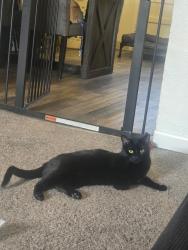 Lost Female Cat last seen 52nd & Wadsworth, Arvada, CO 80002
