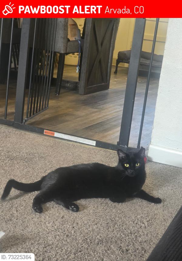 Lost Female Cat last seen 52nd & Wadsworth, Arvada, CO 80002
