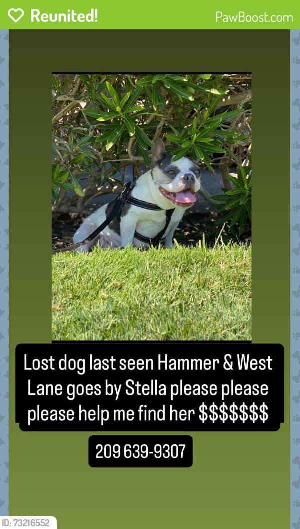 Reunited Female Dog last seen Knickerbocker court West lane, Stockton, CA 95210