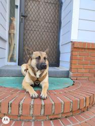 Reunited Female Dog last seen White schoolhouse rd, Cave Junction, OR 97523