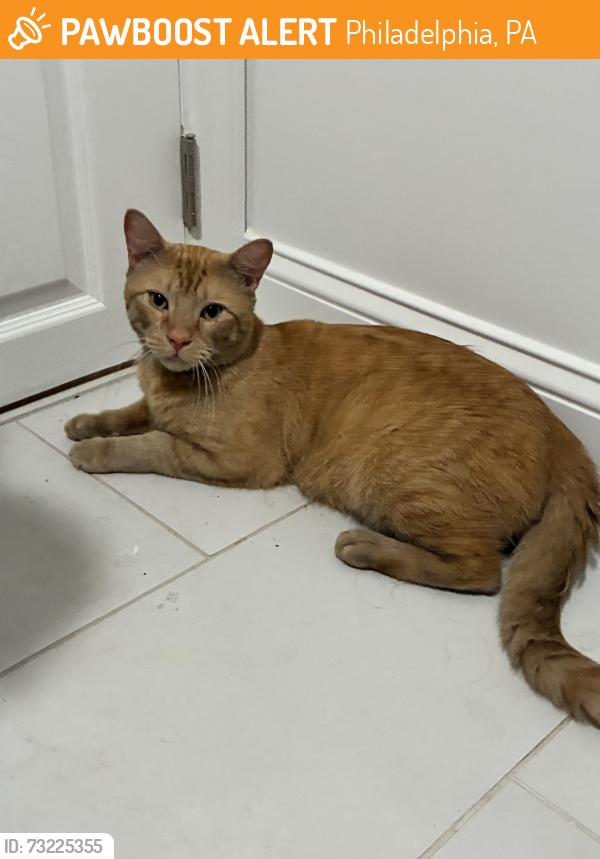 Found/Stray Male Cat last seen Mifflin park, Philadelphia, PA 19148