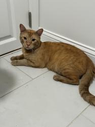 Found/Stray Male Cat last seen Mifflin park, Philadelphia, PA 19148