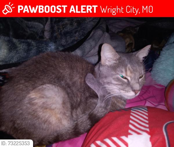 Lost Female Cat last seen Across from city hall, Wright City, MO 63390