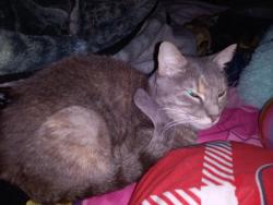 Lost Female Cat last seen Across from city hall, Wright City, MO 63390