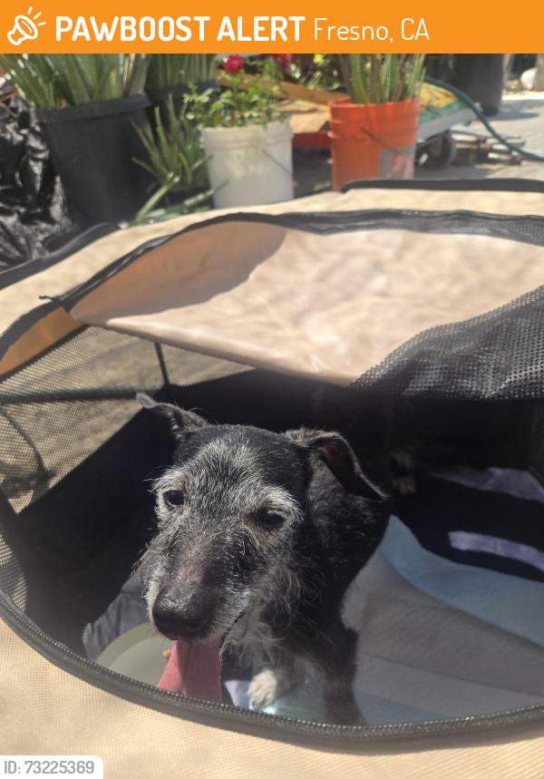 Found/Stray Female Dog last seen Target super center, Fresno, CA 93727