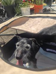 Found/Stray Female Dog last seen Target super center, Fresno, CA 93727
