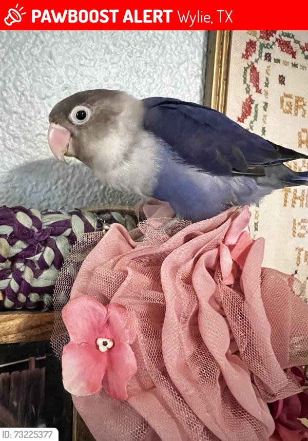 Lost Unknown Bird last seen Brown and Keefer, Wylie, TX 75098