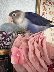 Lost Unknown Bird last seen Brown and Keefer, Wylie, TX 75098