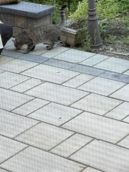 Found/Stray Unknown Cat last seen Churchill meadows Public Library, Mississauga, ON L5M 7G2