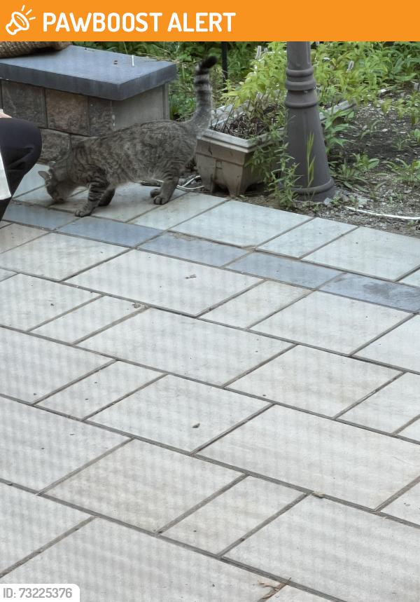 Found/Stray Unknown Cat last seen Churchill meadows Public Library, Mississauga, ON L5M 7G2