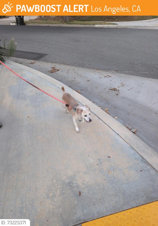 Found/Stray Male Dog last seen Canyon drive and sunset lane 92833, Los Angeles, CA 90028