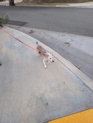 Found/Stray Male Dog last seen Canyon drive and sunset lane 92833, Los Angeles, CA 90028